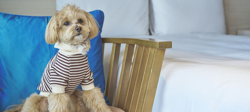 Dog-Friendly Room Package